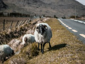 Nederlandse automobilisten worden lui en gemakzuchtig