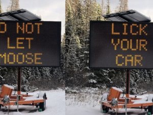 Canada waarschuwt: 'Laat een eland niet aan je auto likken!'