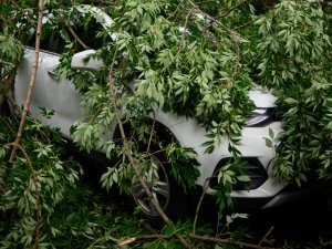 Storm Francis blaast een boom op je auto! En nu?