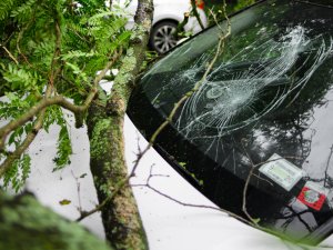 Help, storm Dudley of Eunice blaast een boom op je auto. wie gaat dat betalen?