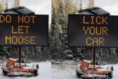 Canada waarschuwt: 'Laat een eland niet aan je auto likken!'