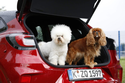Vanaf zondag zomerse temperaturen: zo warm krijgt je hond of kind het in een geparkeerde auto!