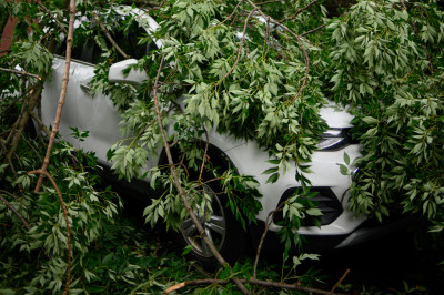 Help, storm Dudley of Eunice blaast een boom op je auto. wie gaat dat betalen?