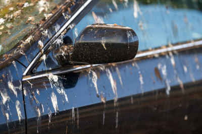 Dit beest veroorzaakt meer schade aan je auto dan je denkt