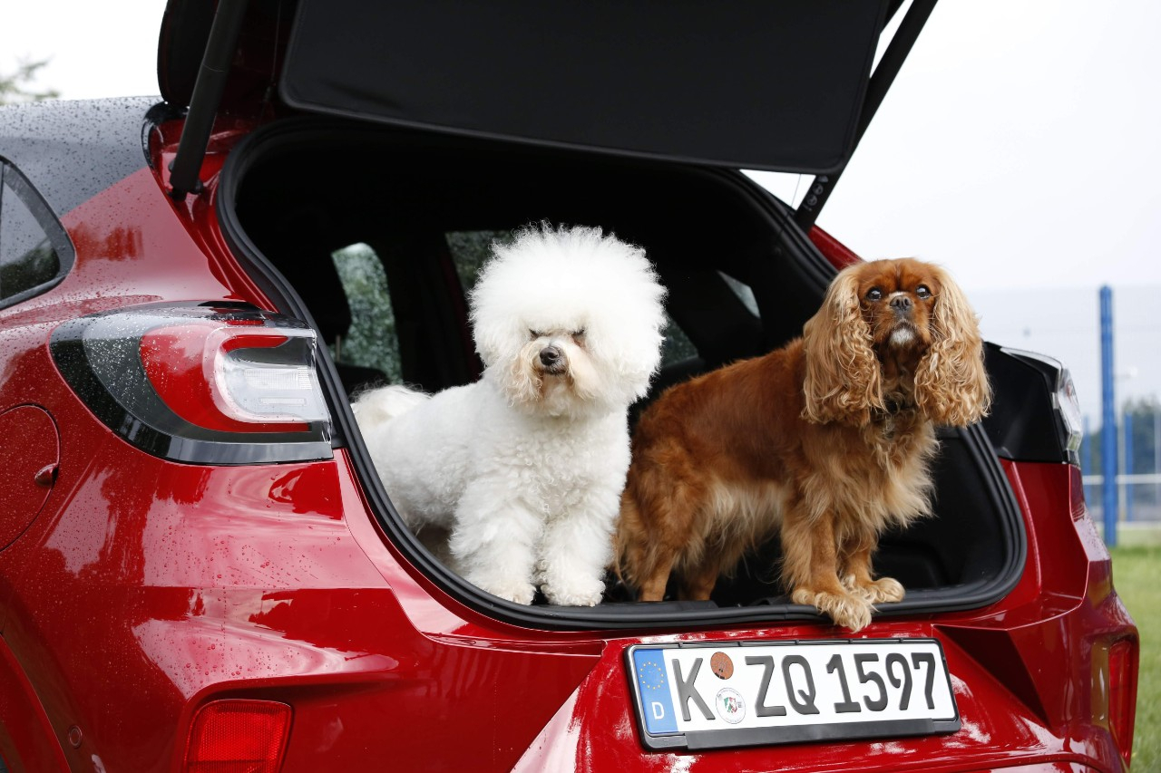 Vanaf zondag zomerse temperaturen: zo warm krijgt je hond of kind het in een geparkeerde auto!