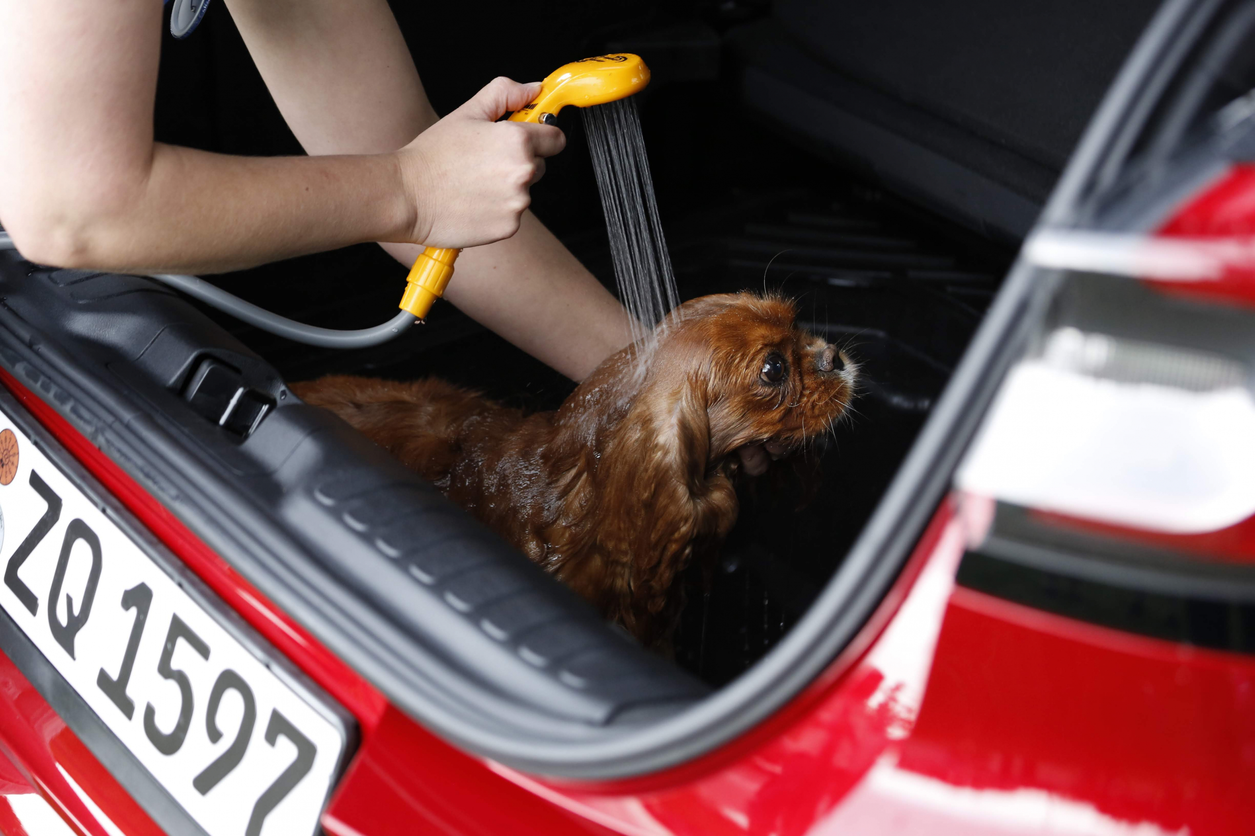 Fikkie gaat gewassen en gestreken achter in de Ford Puma