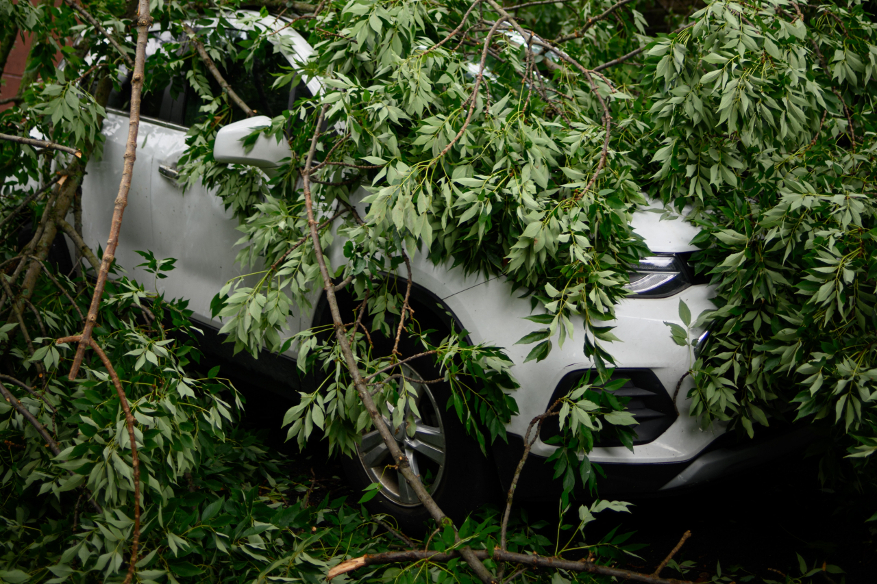 Storm Francis blaast een boom op je auto! En nu?