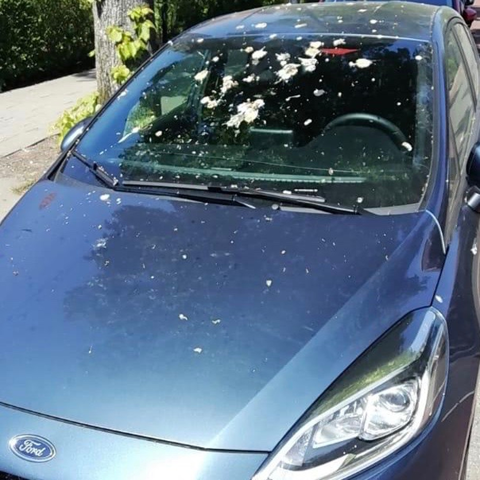 Deze vogelpoep is wél goed voor de lak van je auto